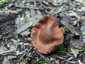 Mérges pókhálósgomba (Cortinarius orellanus), Pilis